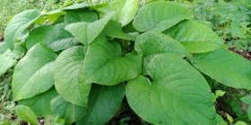Trachystemon orientalis Keerulill